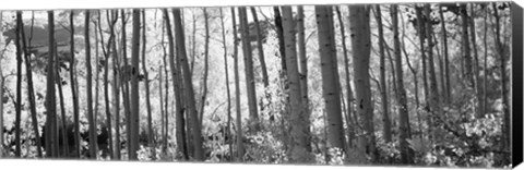 Framed Aspen tree trunks in black and white, Colorado, USA Print