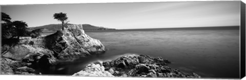 Framed Cypress tree at the coast, The Lone Cypress, 17 mile Drive, Carmel, California (black and white) Print