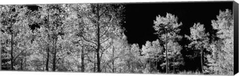 Framed Aspen trees with foliage in black and white, Colorado, USA Print