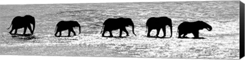 Framed Herd of African Elephants Crossing the Uaso Nyiro River, Kenya (black &amp; white) Print