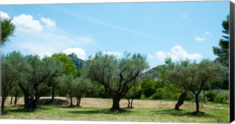 Framed Olive trees in front of the ancient Monastere Saint-Paul-De-Mausole, St.-Remy-De-Provence, Provence-Alpes-Cote d&#39;Azur, France Print