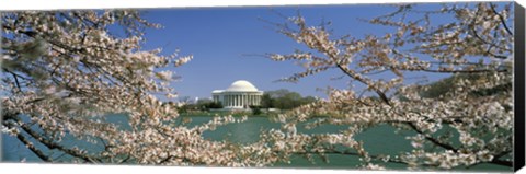 Framed Cherry blossom with memorial in the background, Jefferson Memorial, Tidal Basin, Washington DC, USA Print