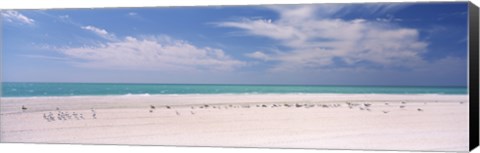 Framed Flock of seagulls on the beach, Lido Beach, St. Armands Key, Sarasota Bay, Florida, USA Print