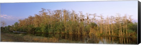 Framed Reflection of trees in water, Turner River Road, Big Cypress National Preserve, Florida, USA Print