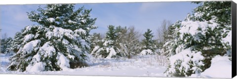 Framed Snow covered pine trees in a forest, New York State, USA Print