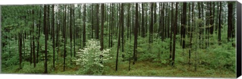 Framed Flowering Dogwood, Alabama Print