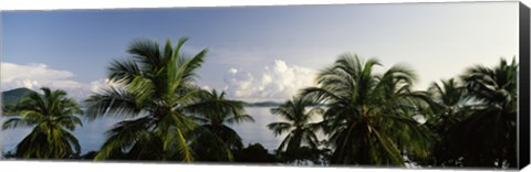 Framed Palm trees on the beach, St. Thomas, US Virgin Islands Print