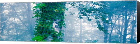 Framed Forest Nagano Kijimadaira-mura Japan Print