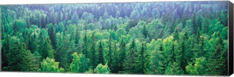 Framed Forest Aulanko National Park Finland Print