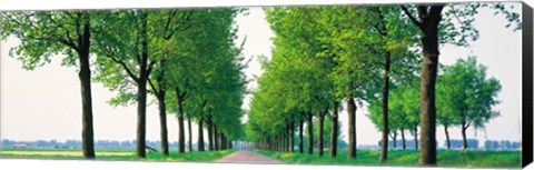 Framed Tree-lined road Noord Holland Edam vicinty Netherlands Print