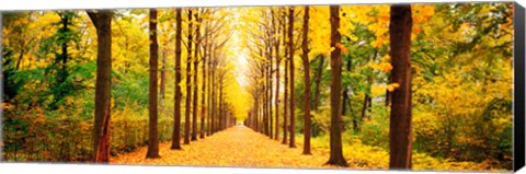 Framed Tree-lined road Schwetzingen Germany Print