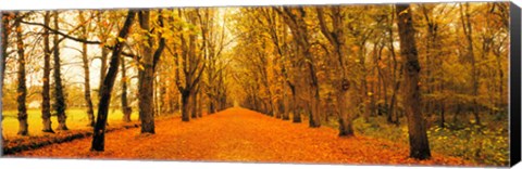 Framed Tree-lined road Loire Chenonceaux France Print