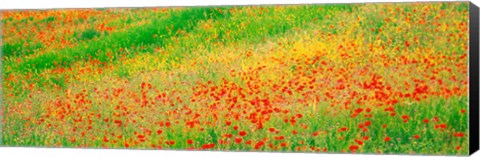 Framed Fields of flowers Andalusia Granada Vicinity Spain Print