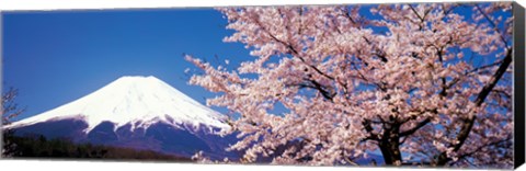 Framed Mt Fuji Cherry Blossoms Yamanashi Japan Print