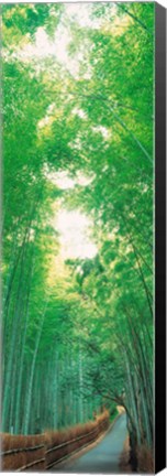 Framed Path Flanked by Green Trees, Sagano Kyoto Japan Print