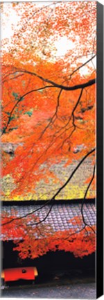 Framed Autumn Colors, Sagano Kyoto Japan Print