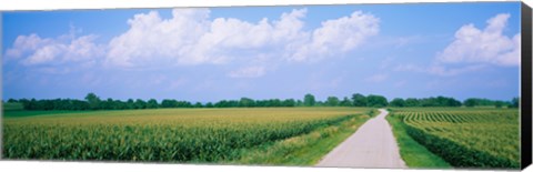 Framed Road along corn fields, Jo Daviess County, Illinois, USA Print