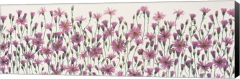 Framed China Asters Print