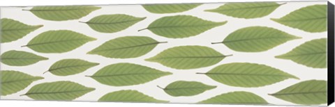 Framed Scattered leaves Print