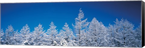 Framed Snow covered trees, Utsukushigahara Nagano Japan Print