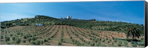 Framed Olive Groves Evora Portugal Print