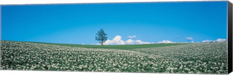 Framed Potato field Biei-Cho Hokkaido Japan Print