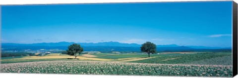 Framed Potato field Furano Hokkaido Japan Print