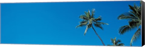 Framed Palm trees Waikiki Oahu HI USA Print