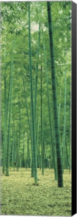 Framed Bamboo Forest Nagaokakyo Kyoto Japan Print