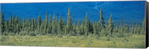 Framed Trees in Banff National Park Canada Print