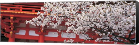 Framed Cherry Blossom Kamigamo Shrine Kyoto Japan Print