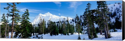 Framed Trees on a snow covered mountain, Mt Shuksan, Mt Baker-Snoqualmie National Forest, Washington State, USA Print