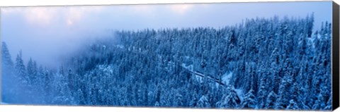 Framed High angle view of a forest, Mt Baker Ski Area, Whatcom County, Mt Baker-Snoqualmie National Forest, Washington State, USA Print