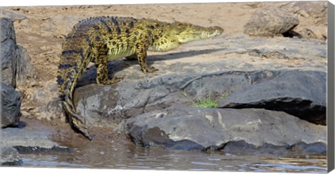 Framed Close-up of a Nile Crocodile (Crocodylus Niloticus) in water, Masai Mara National Reserve, Kenya Print