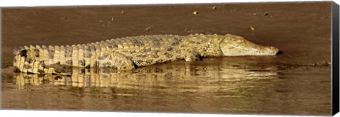 Framed Side profile of a Nile Crocodile (Crocodylus Niloticus), Masai Mara National Reserve, Kenya Print