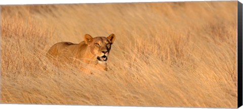 Framed Female lion (panthera leo) moving through tall grass, Masai Mara National Reserve, Kenya, Africa Print