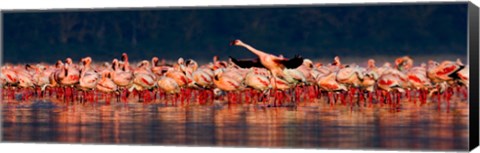 Framed Lesser flamingos in a lake, Lake Nakuru, Lake Nakuru National Park, Kenya Print