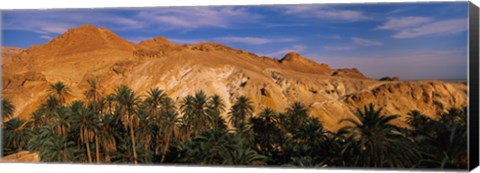 Framed Palm trees in front of mountains, Chebika, Tunisia Print