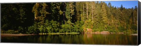 Framed Reflection of trees in a river, Smith River, Jedediah Smith Redwoods State Park, California, USA Print