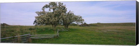Framed Fence in a field, American Camp, San Juan Island National Historic Park, San Juan Island, San Juan County, Washington State, USA Print