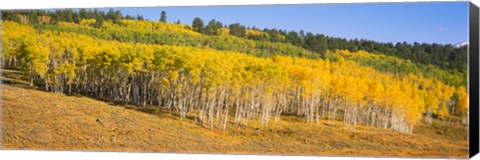 Framed Trees in a field, Dallas Divide, San Juan Mountains, Colorado Print