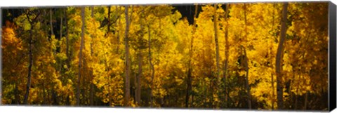 Framed Aspen trees in a forest, Telluride, Colorado Print