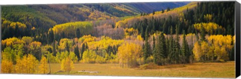 Framed Aspen Trees in a Filed Telluride, Colorado Print