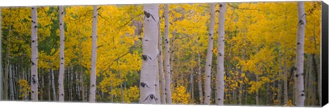 Framed Aspen Trees in Telluride, Colorado Print