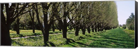 Framed Trees along a walkway in a botanical garden, Niagara Falls, Ontario, Canada Print