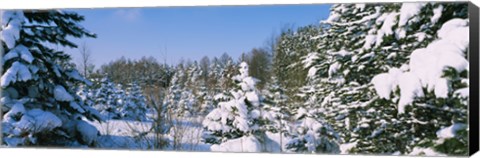 Framed Snow covered trees in a forest, New York State, USA Print