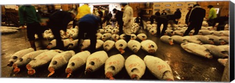 Framed People examining tuna in a fish auction, Tsukiji Fish Market, Tsukiji, Tokyo Prefecture, Kanto Region, Honshu, Japan Print