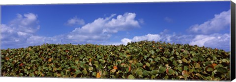 Framed Sea grapes (Coccoloba uvifera) in a field, East End, Anguilla Print