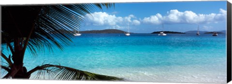 Framed Palm tree on the beach, Salomon Beach, Virgin Islands National Park, St. John, US Virgin Islands Print