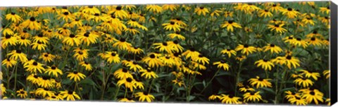 Framed Field of Black-Eyed Susan flowers Print